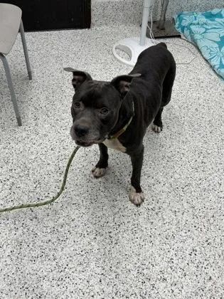 An adult medium-sized male Pit Bull Terrier dog named Blue Baby Boy for adoption in Atlanta, GA