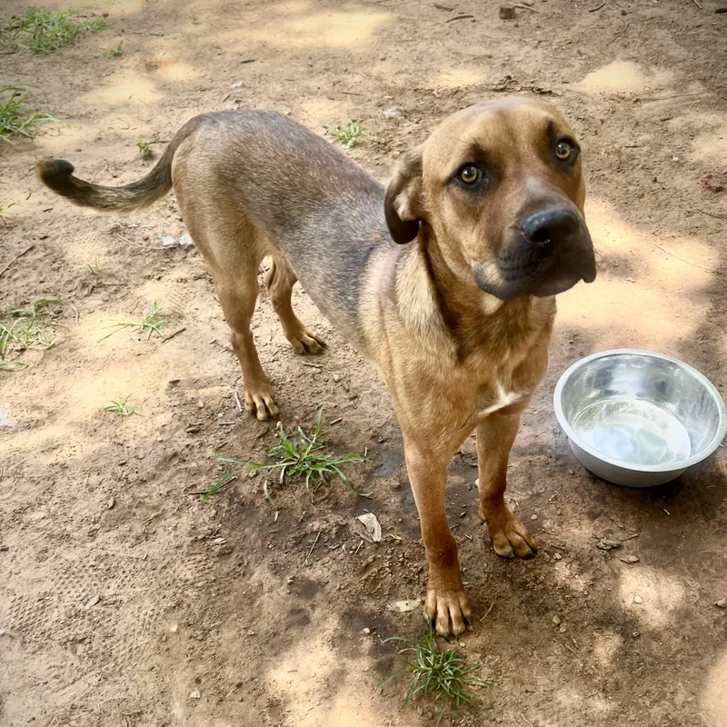 A young large-sized male Boxer dog named Bear for adoption in Pottsboro, TX