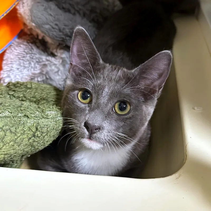 A baby medium-sized male Gray / Blue / Silver Domestic Short Hair cat named Rei for adoption in Woodinville, WA