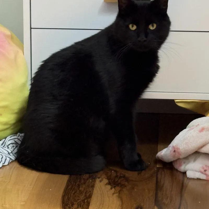 An adult medium-sized male Black Domestic Short Hair cat named Salem for adoption in Philadelphia, PA