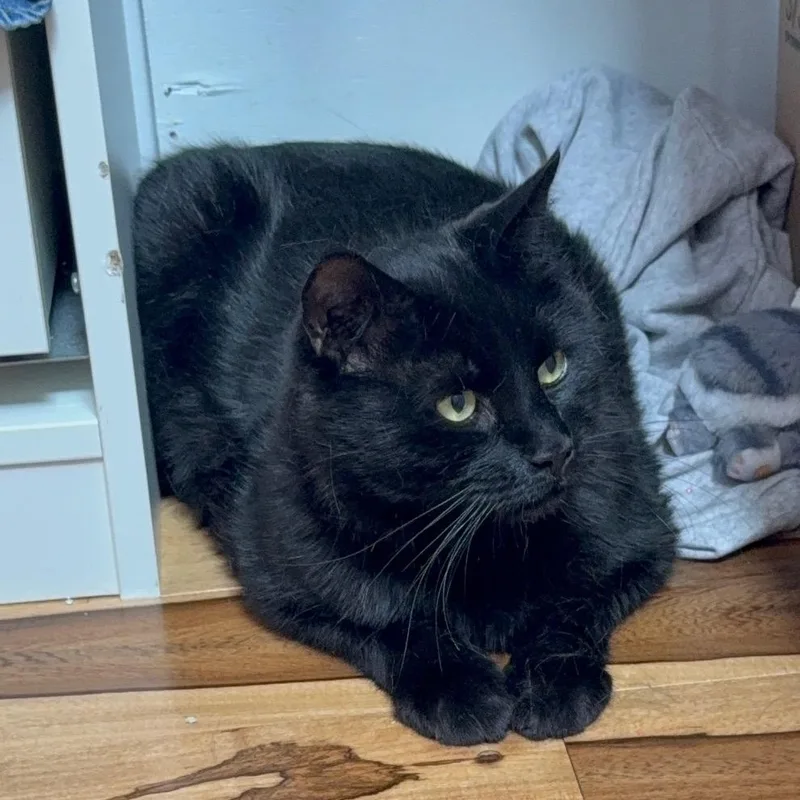 Salem thumbnail 2