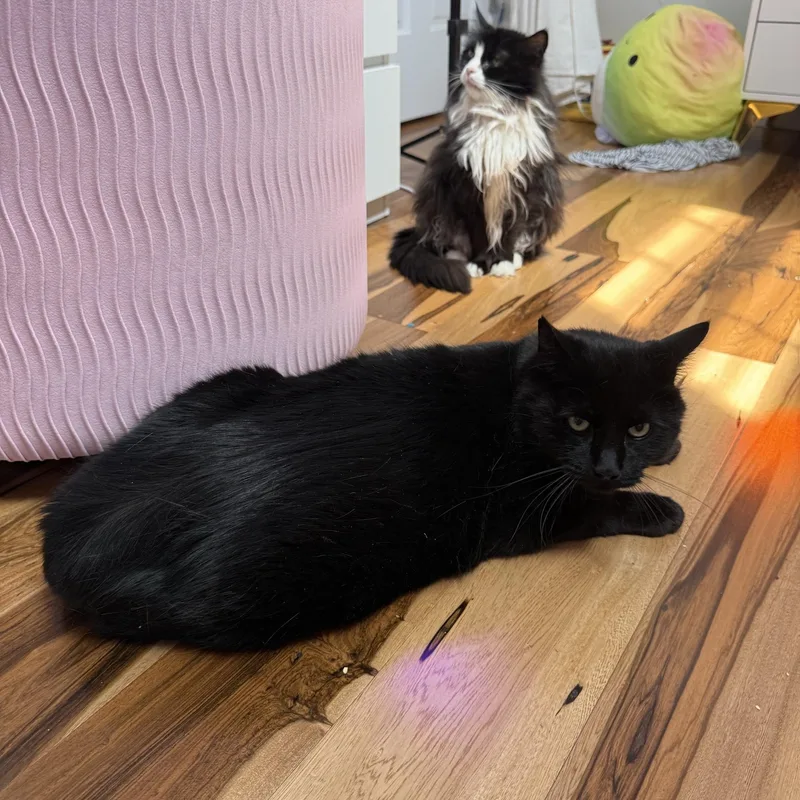 Salem thumbnail 3