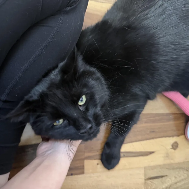 Salem thumbnail 4