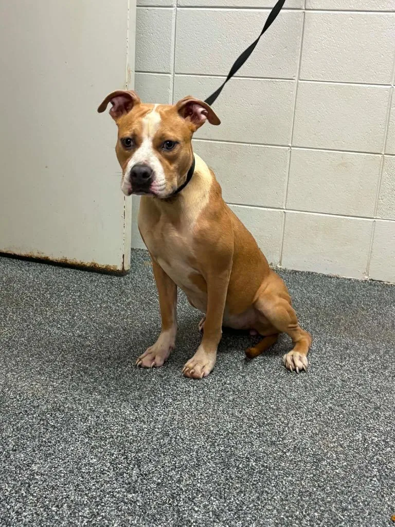 A baby medium-sized female Mixed Breed dog named Nova for adoption in Tifton, GA