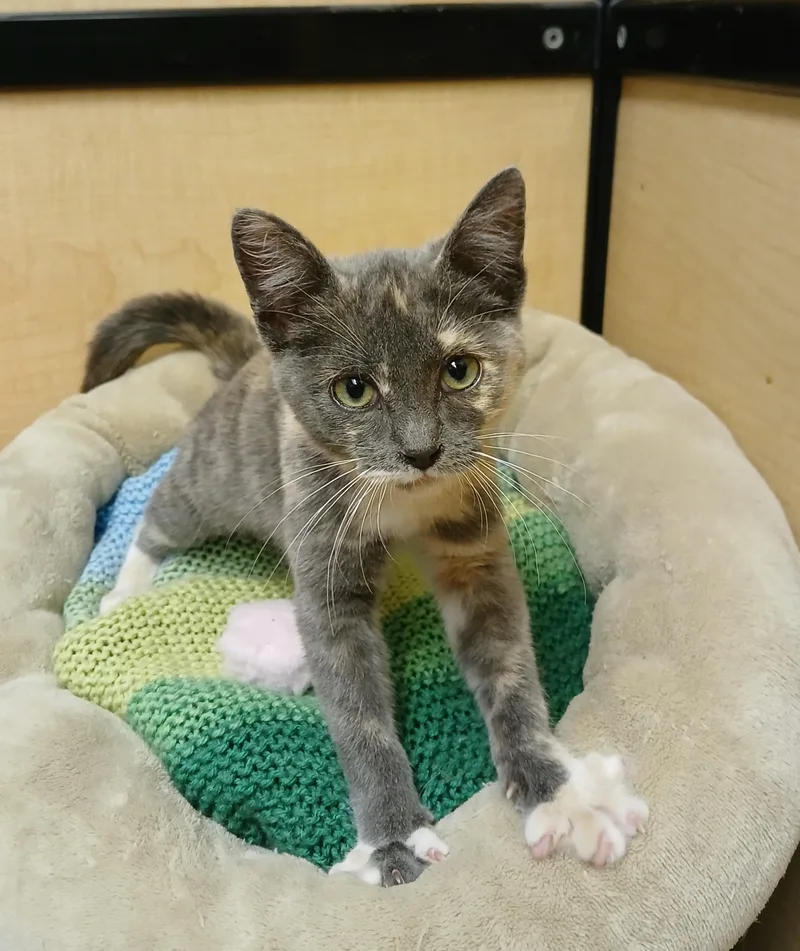 A baby medium-sized female Dilute Tortoiseshell cat named Jeanie for adoption in Albuquerque, NM