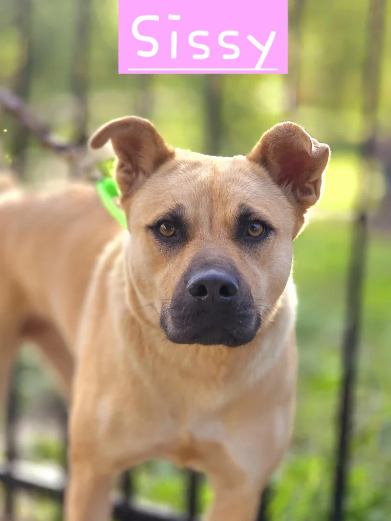 A young medium-sized female Boxer dog named Sissy for adoption in Walthill, NE