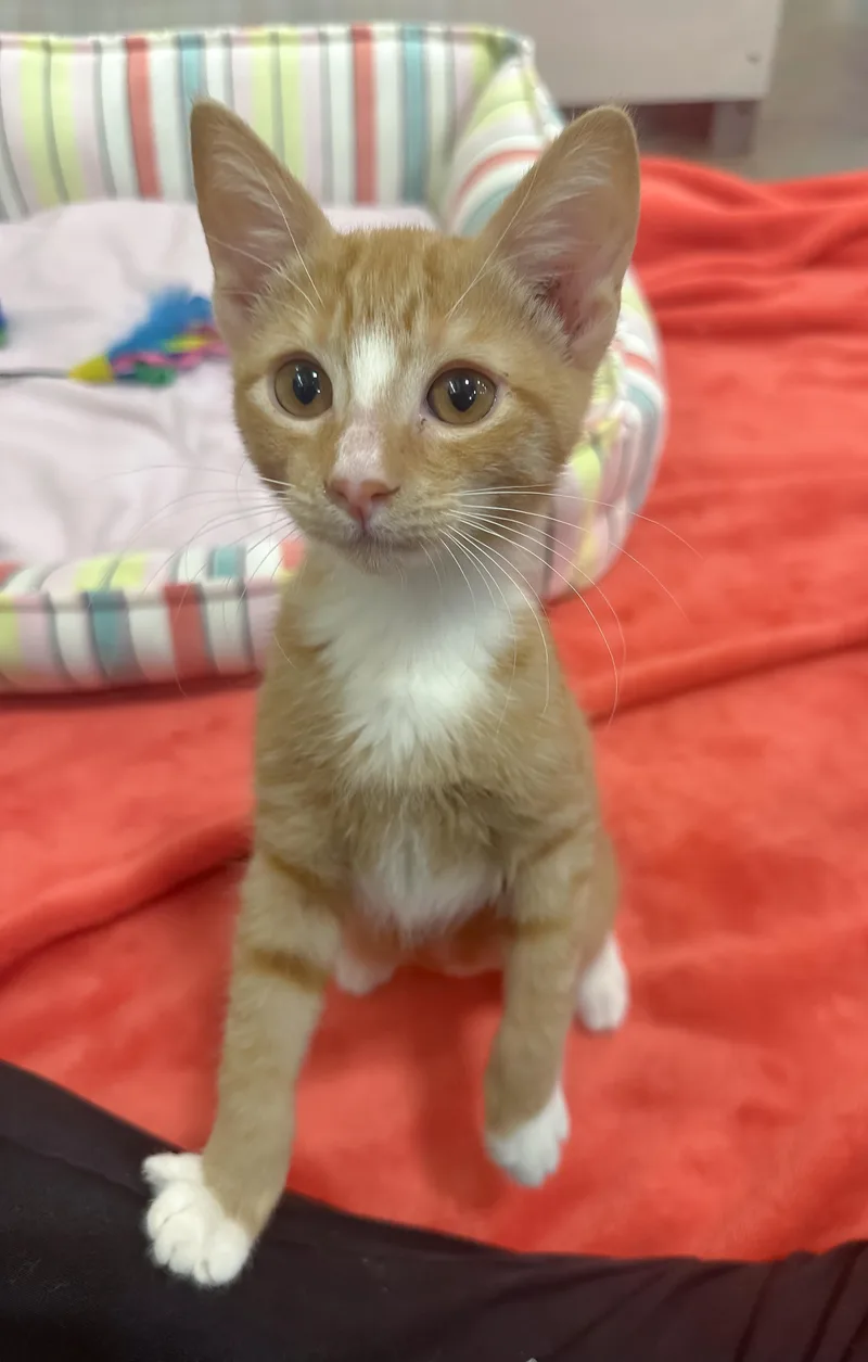 A baby medium-sized female Tabby (Orange / Red) Domestic Short Hair cat named Myla for adoption in Oakley, CA