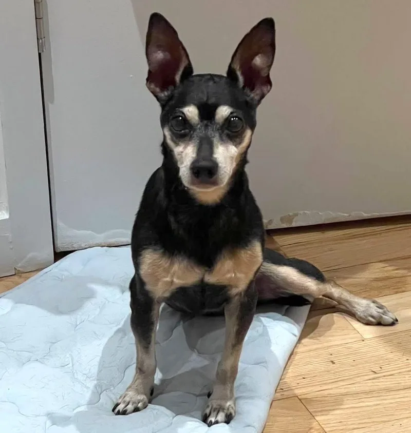 An adult small-sized female Apricot / Beige Chihuahua dog named Nina for adoption in Brooklyn, NY