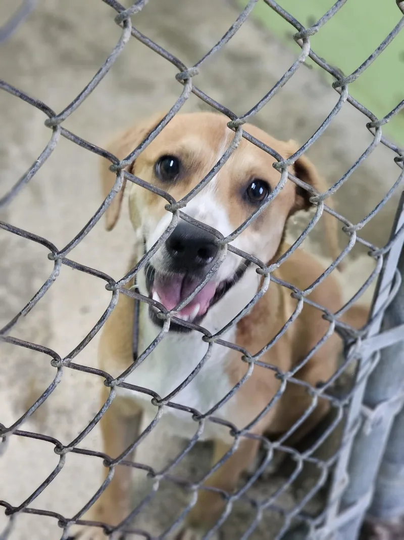 An adult medium-sized male Apricot / Beige Beagle dog named Ziggy for adoption in Fort Payne, AL