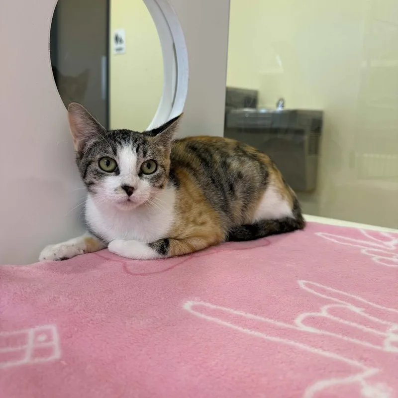A baby small-sized female Calico Domestic Short Hair cat named Lucy Gray for adoption in Beaumont, TX