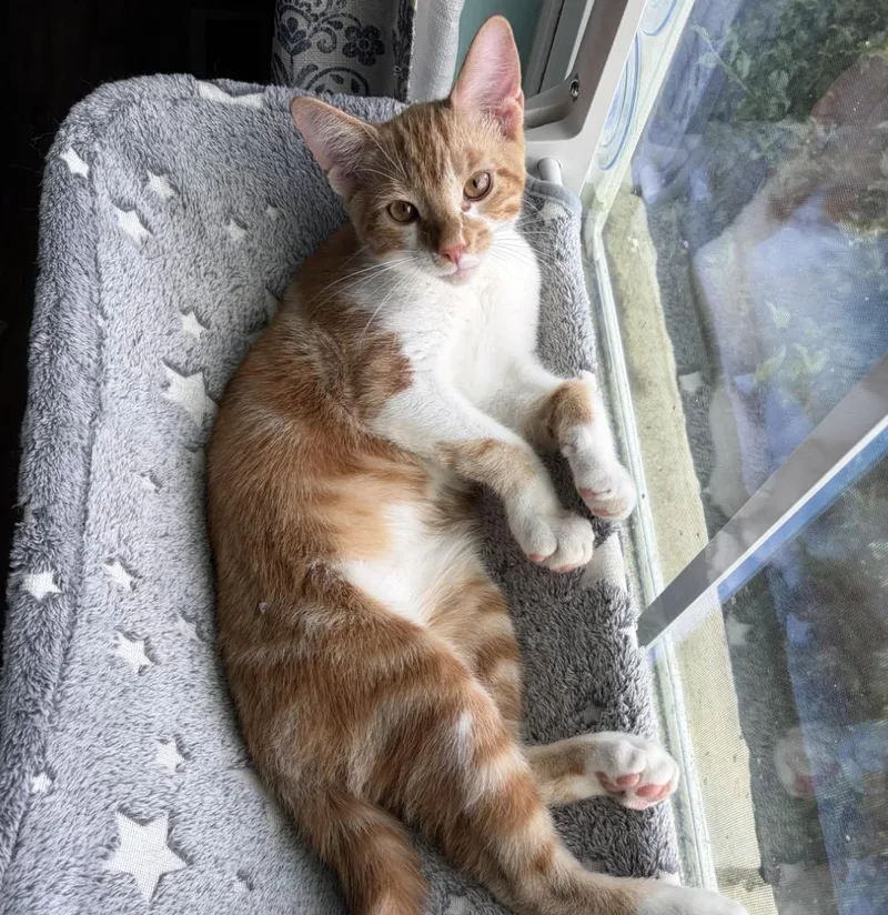 A baby medium-sized male Orange & White Domestic Short Hair cat named Cosmo for adoption in Cincinnati, OH