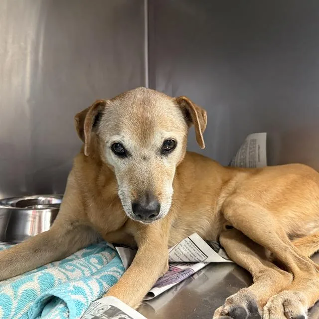 An adult medium-sized male Labrador Retriever dog named Ham Sandwich for adoption in San Antonio, TX