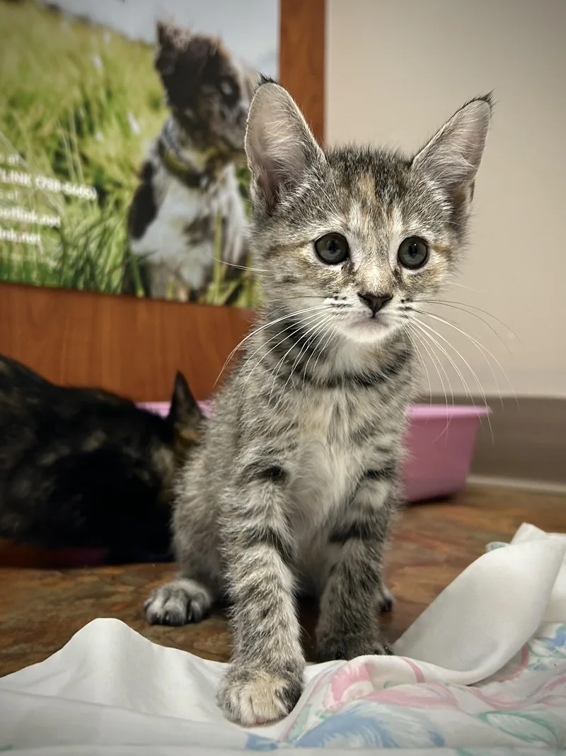 A baby small-sized female Dilute Calico cat named Skechers for adoption in Seymour, TN