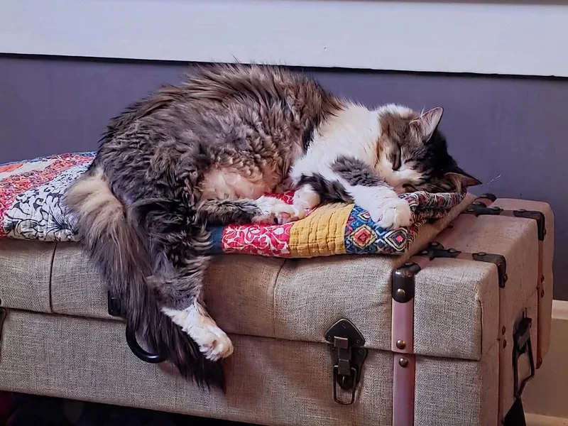 Priscilla thumbnail 2