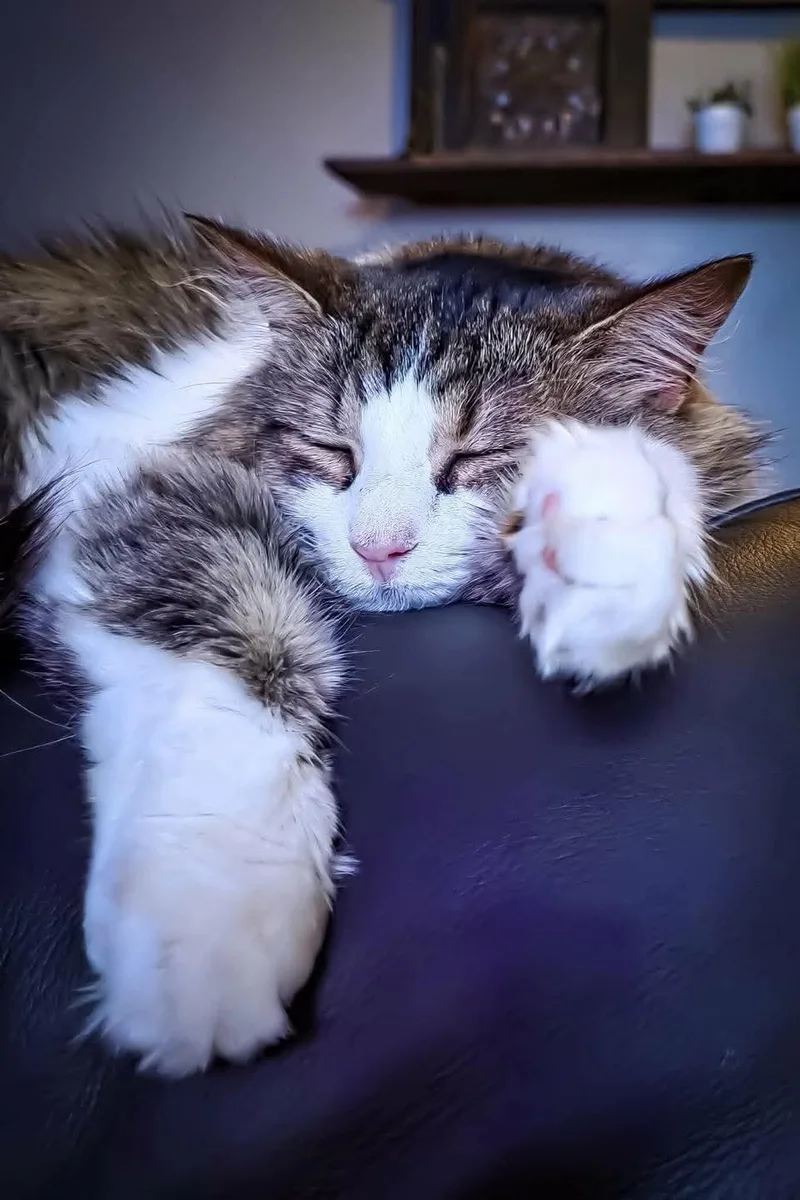 Priscilla thumbnail 4