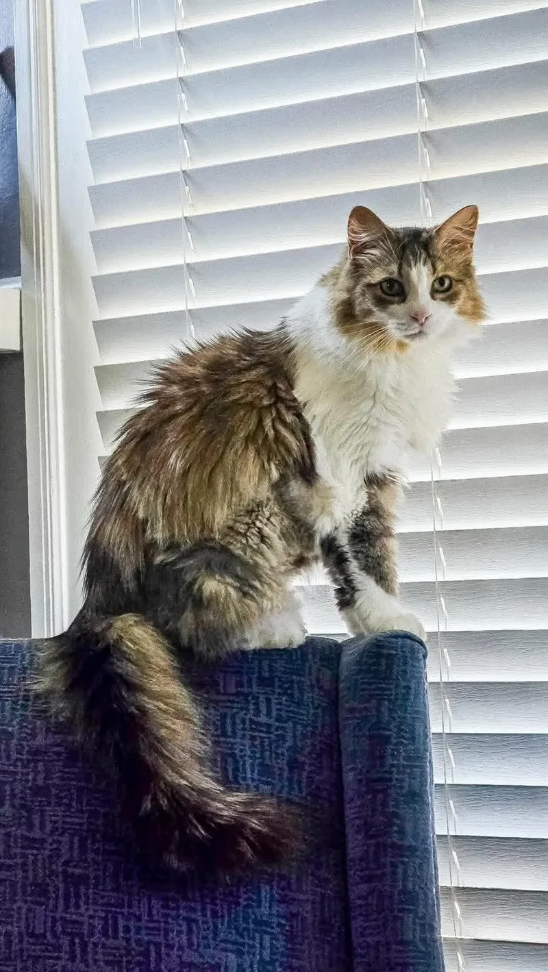 Priscilla thumbnail 5