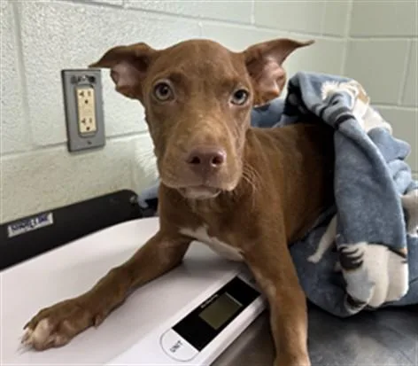 A baby small-sized male Labrador Retriever dog named Rudolf for adoption in Corpus Christi, TX