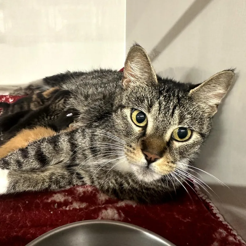 A young large-sized female Domestic Short Hair cat named Cathy for adoption in Forest Park, IL