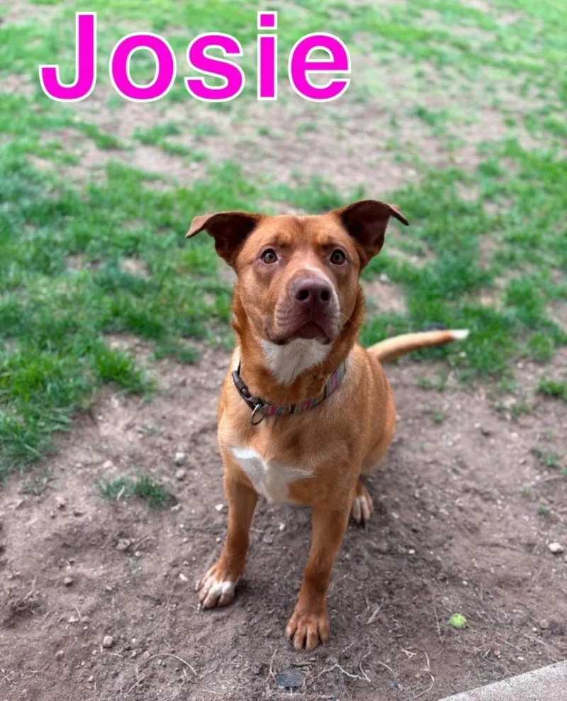 Josie thumbnail 3