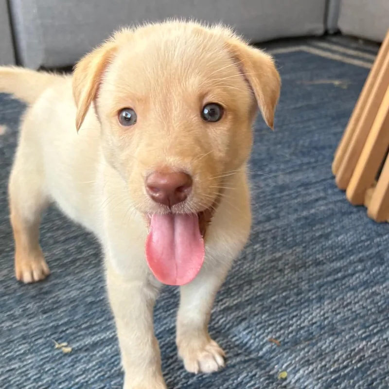 A baby medium-sized male Golden Retriever dog named Rocco for adoption in Cordova, TN