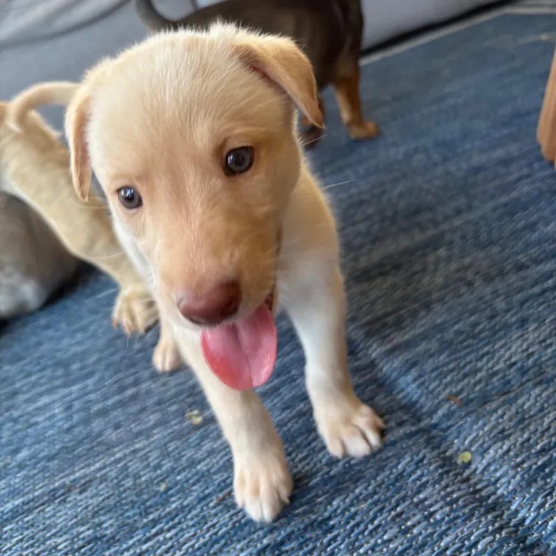 Rocco thumbnail 3