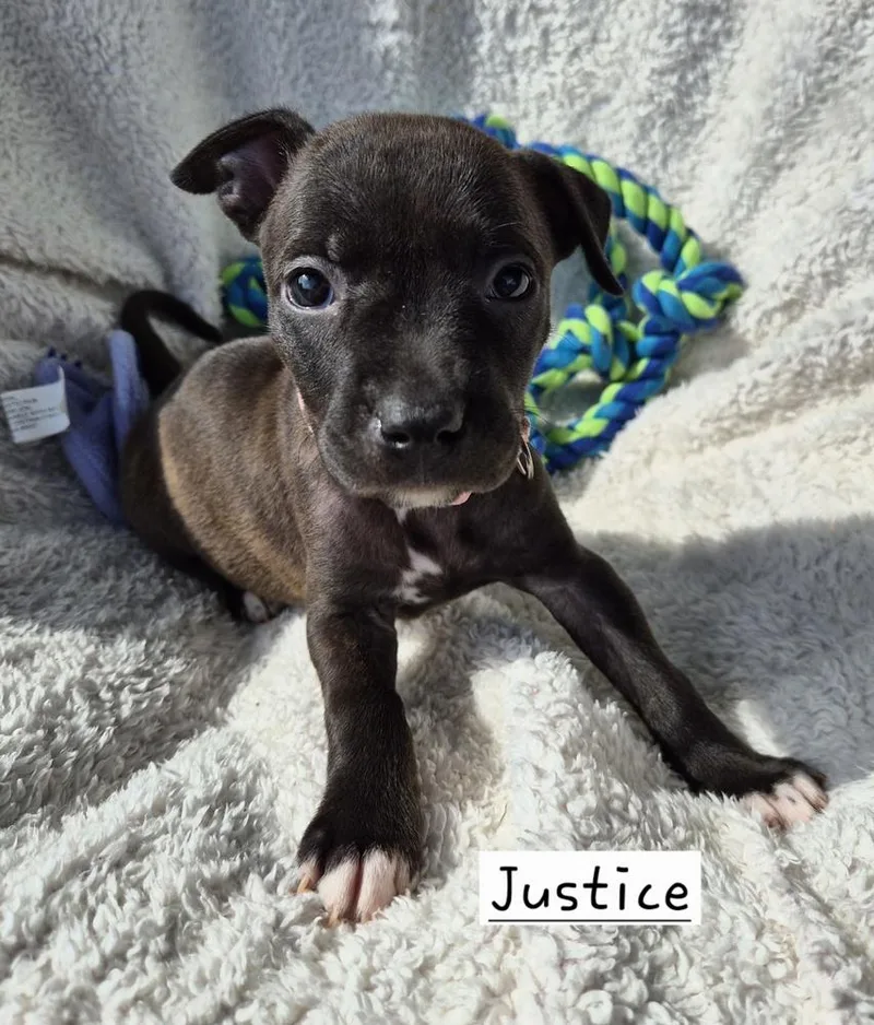 A baby large-sized female Tricolor (Brown, Black, & White) Mixed Breed dog named Justice for adoption in Lansing, MI