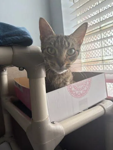 An adult medium-sized female Domestic Short Hair cat named Sunshine for adoption in Washington, DC