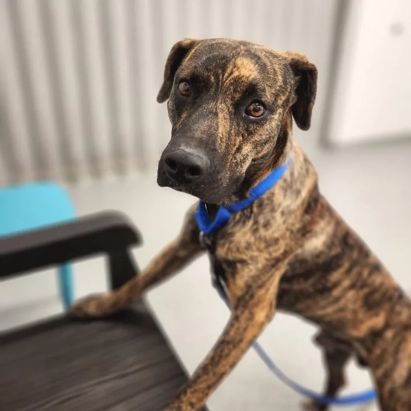 A young medium-sized male Brindle Mixed Breed dog named Cayenne for adoption in Wheeling, IL