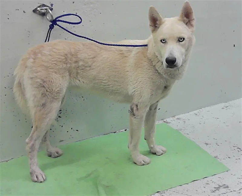 An adult medium-sized female Husky dog named A for adoption in Houston, TX