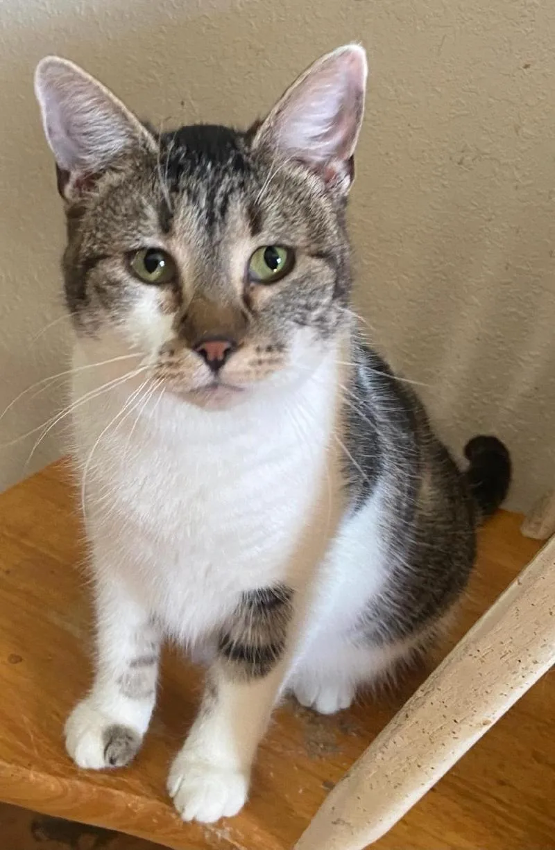 An adult medium-sized female Tabby (Gray / Blue / Silver) Domestic Short Hair cat named Alice for adoption in Waverly, IA