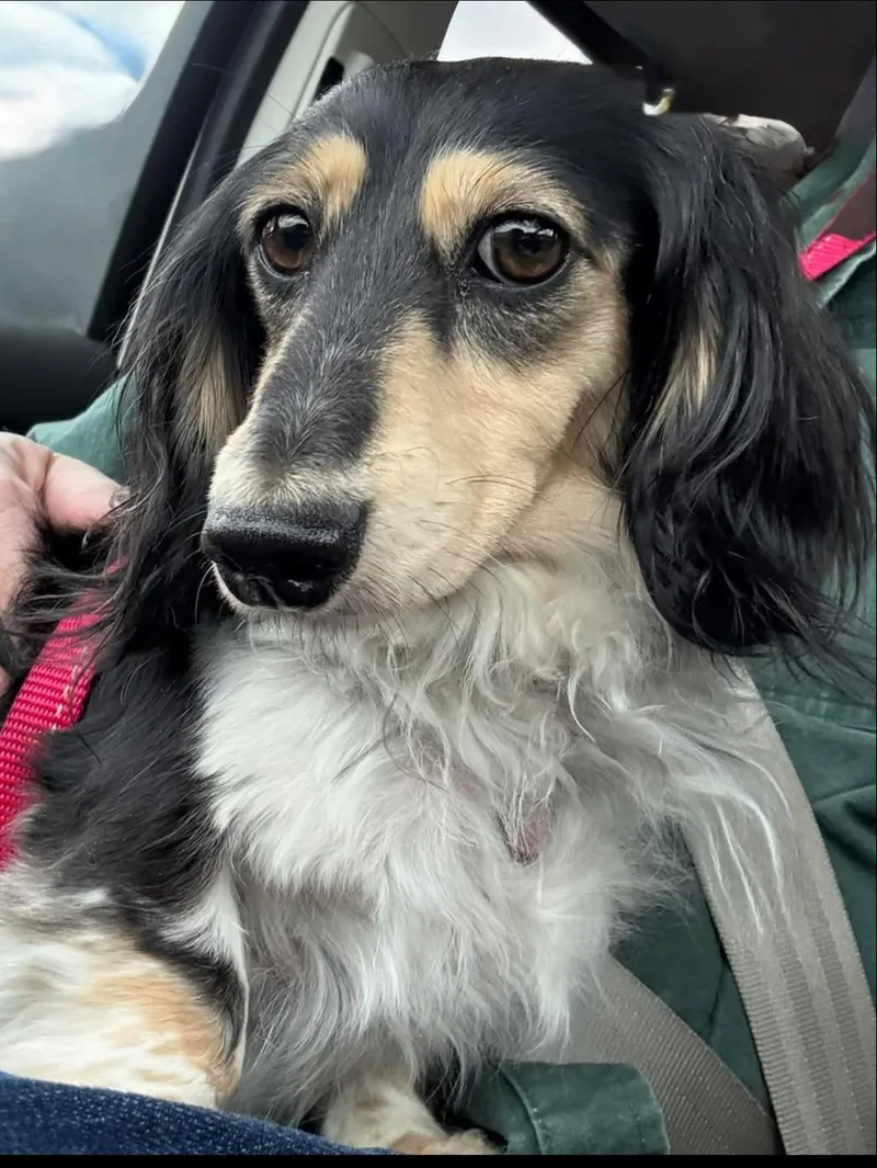 An adult small-sized female Dachshund dog named Misti for adoption in Sioux Falls, SD