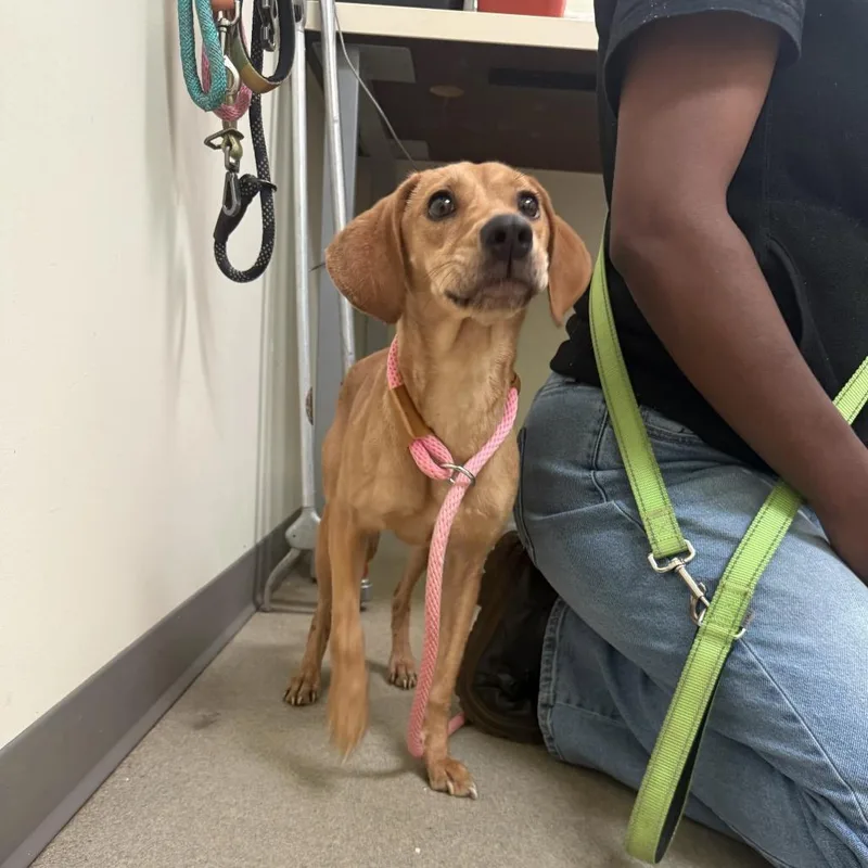 An adult small-sized female Yellow / Tan / Blond / Fawn Labrador Retriever dog named Murrell for adoption in Lynchburg, VA