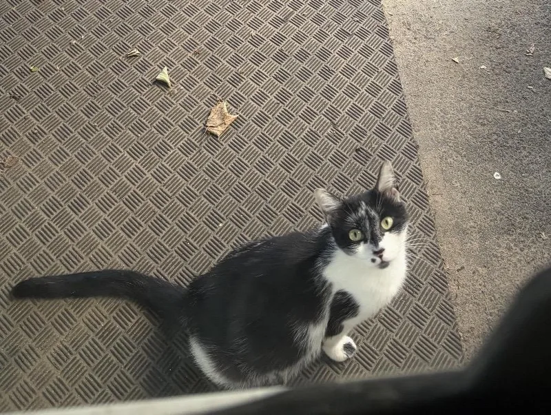 An adult large-sized female Domestic Short Hair cat named Bryn for adoption in Havertown, PA