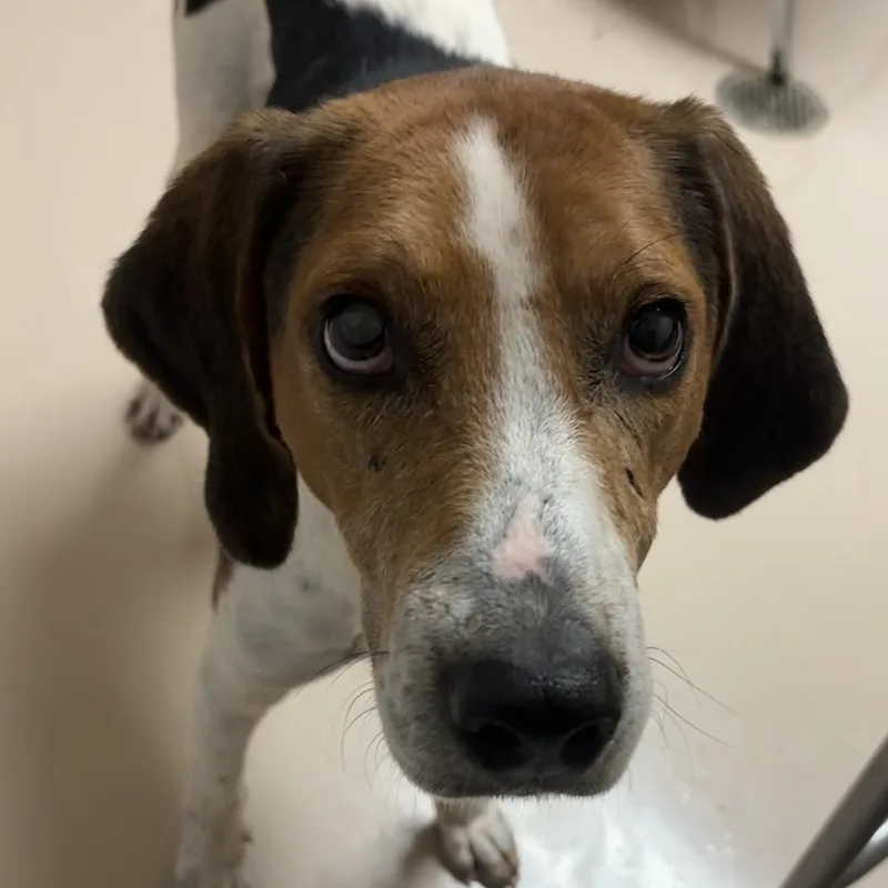 An adult medium-sized male White / Cream Hound dog named Ernest for adoption in Mebane, NC