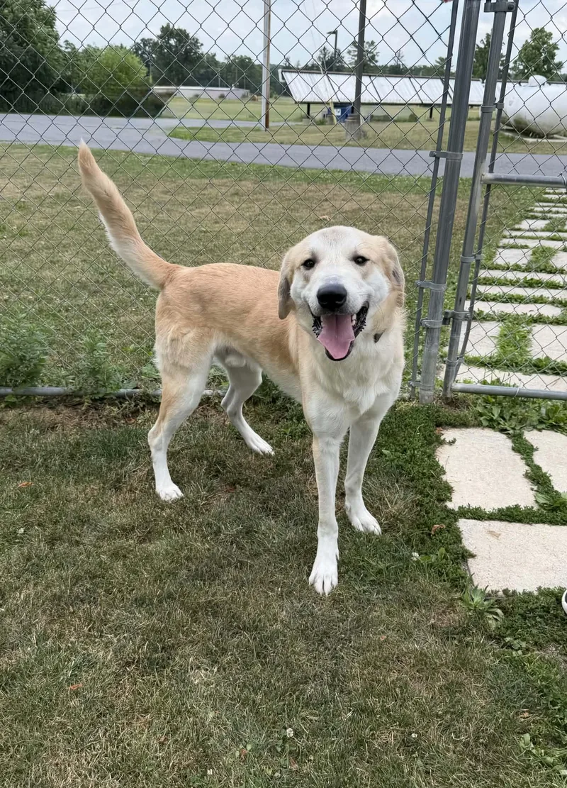 An adult large-sized male White / Cream Anatolian Shepherd dog named Bongo for adoption in Chambersburg, PA