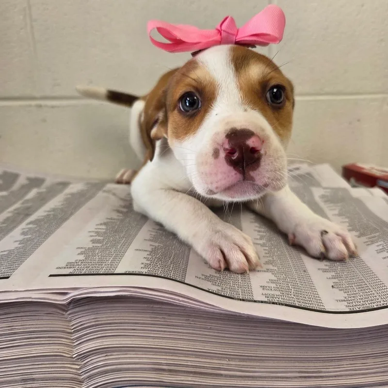 A baby medium-sized female White / Cream Boxer dog named Amber for adoption in Huntsville, AL