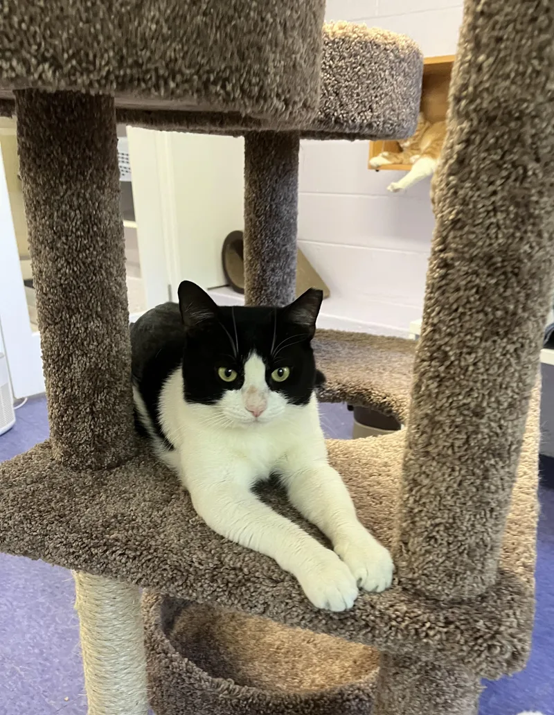 A young medium-sized male Black & White / Tuxedo Domestic Short Hair cat named Sylvester for adoption in Harrison, NY