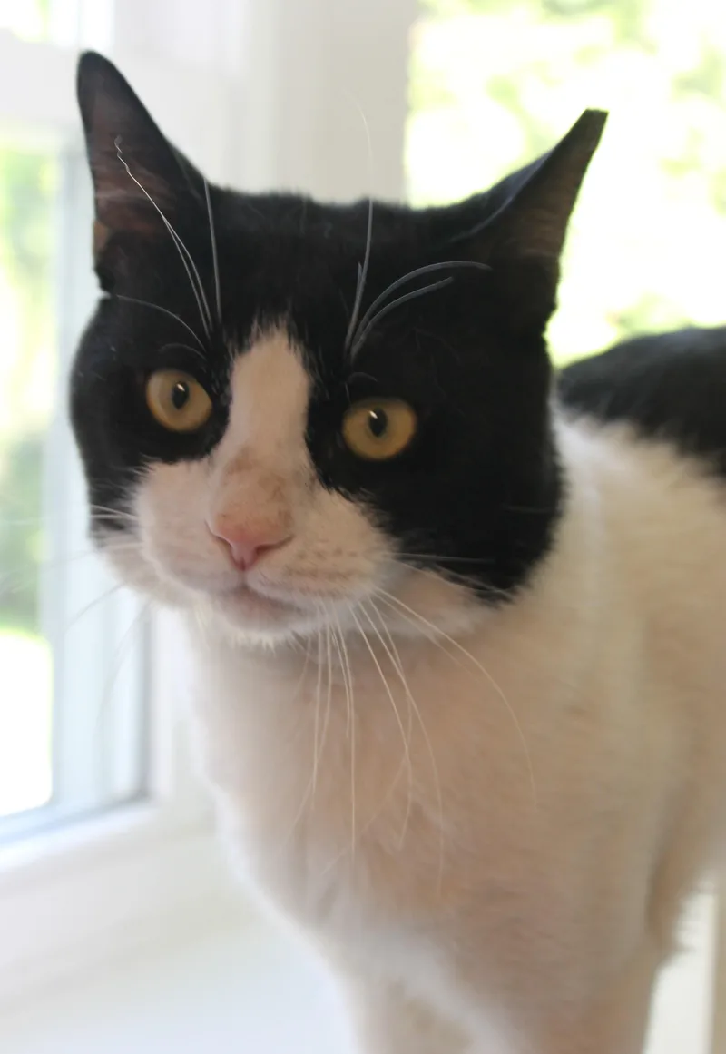 Sylvester thumbnail 2