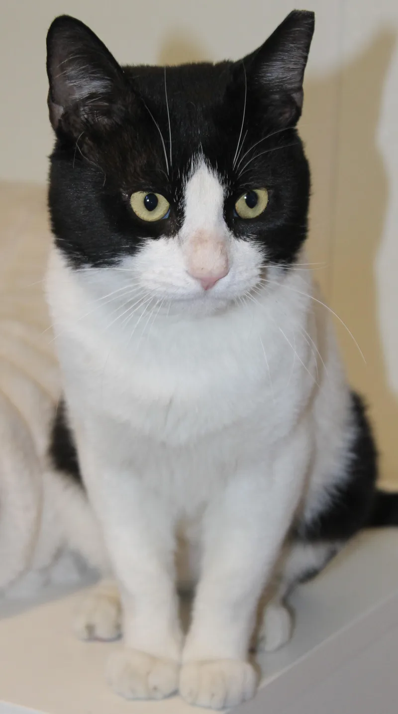 Sylvester thumbnail 3