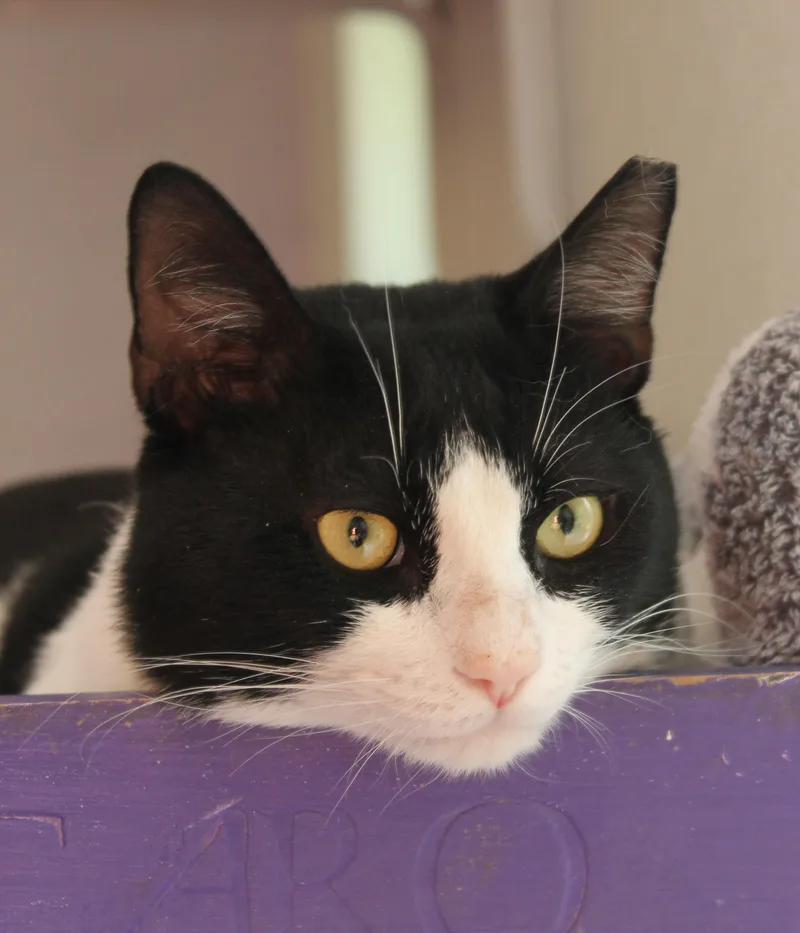 Sylvester thumbnail 4