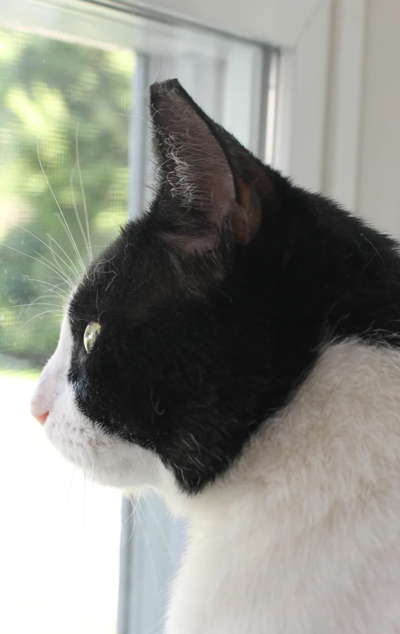 Sylvester thumbnail 5