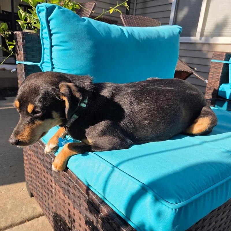 A young small-sized female Black Terrier dog named Lainey for adoption in St. Charles, IL