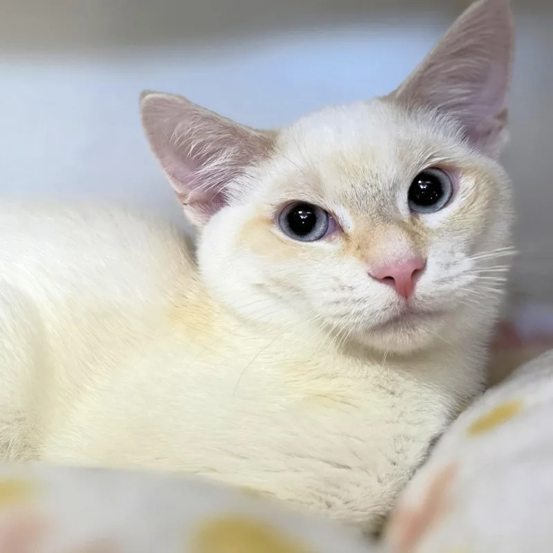A young small-sized male Flame Point Siamese cat named Ranger for adoption in Michigan City, IN