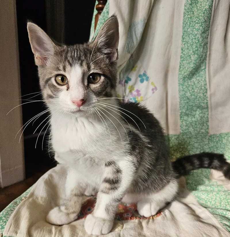 A baby large-sized male Gray & White Domestic Medium Hair cat named Buddy for adoption in Greenville, IL