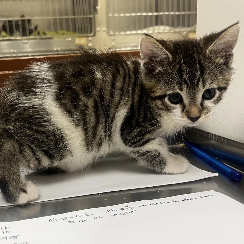 A baby small-sized male Brown / Chocolate Domestic Short Hair cat named John for adoption in Upland, CA