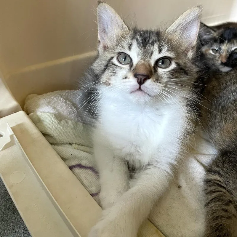 A baby small-sized male Gray / Blue / Silver Domestic Short Hair cat named New Hire for adoption in Carencro, LA