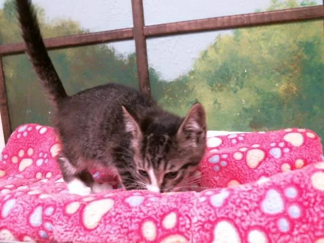 A baby small-sized female Domestic Short Hair cat named Violet for adoption in Houston, TX