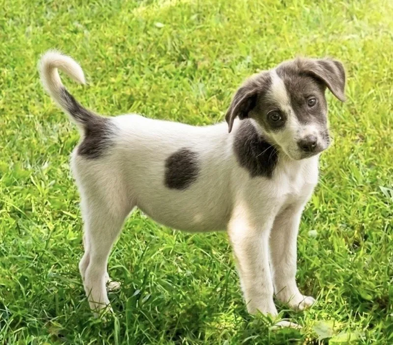 A baby medium-sized female Mixed Breed dog named Violet for adoption in South Bend, IN
