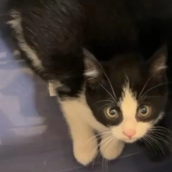 A baby medium-sized male Black & White / Tuxedo Domestic Short Hair cat named Dexter for adoption in Cleveland Heights, OH