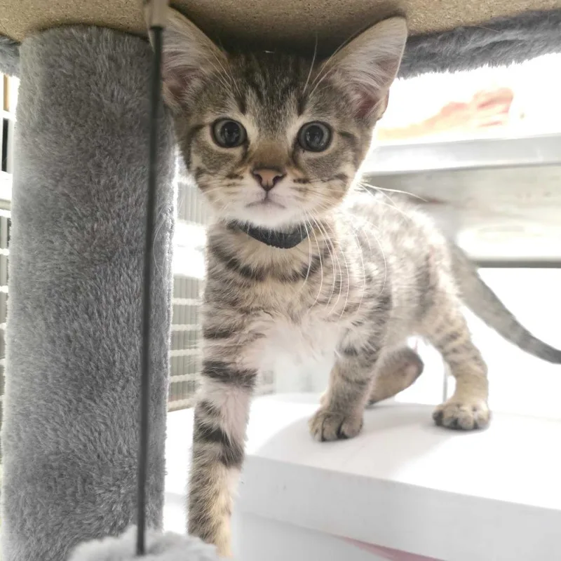 A baby small-sized male Brown / Chocolate Domestic Short Hair cat named Shay for adoption in Falls Church, VA